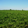 I nostri vigneti
