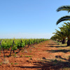 I nostri vigneti