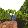 I nostri vigneti