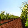 I nostri vigneti