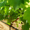 I nostri vigneti