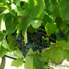 I nostri vigneti