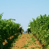 I nostri vigneti