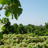 I nostri vigneti